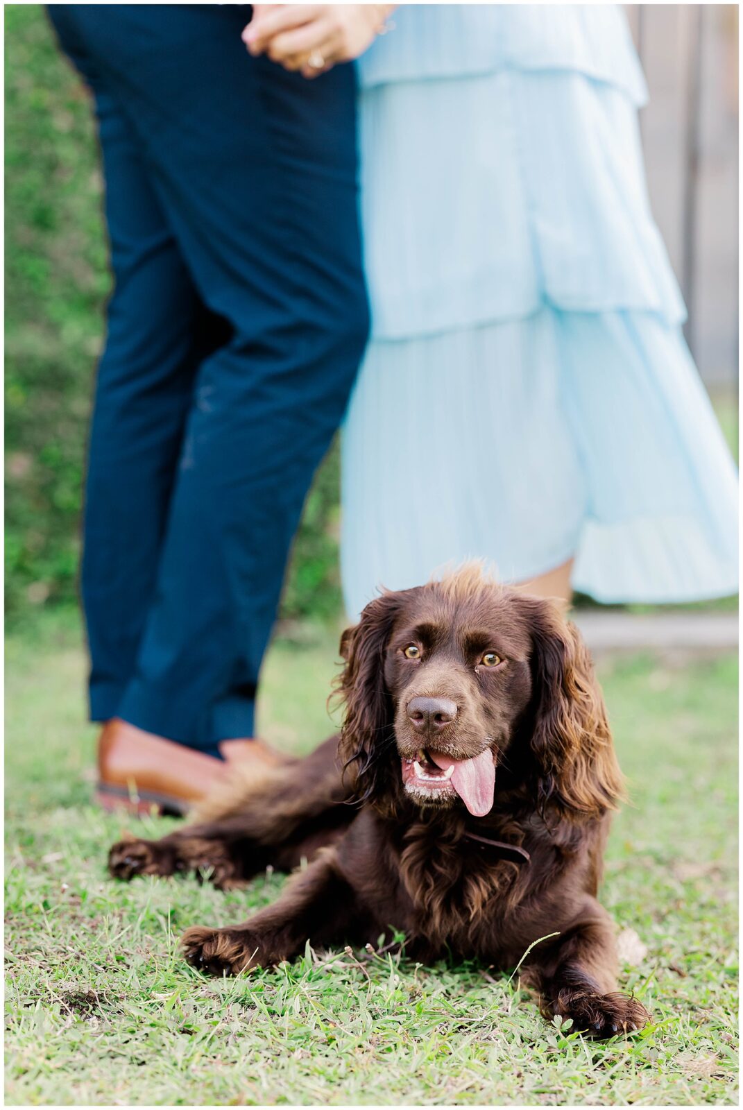 A close-up of a brown dog lying in the grass in front of a couple holding hands, dressed in light blue and navy.